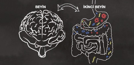 BAĞIRSAKLARINIZI DÜZELTİN, BEYNİNİZ DÜZELSİN