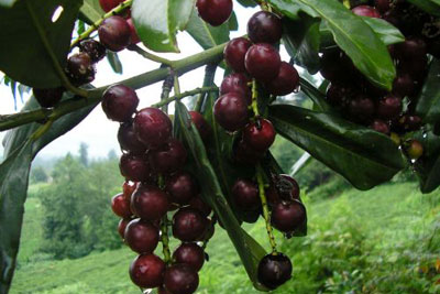 LAZ KİRAZI DEĞİL KARAYEMİŞ