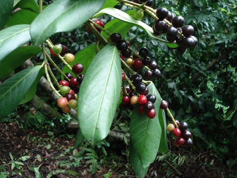 LAZ KİRAZI DEĞİL KARAYEMİŞ