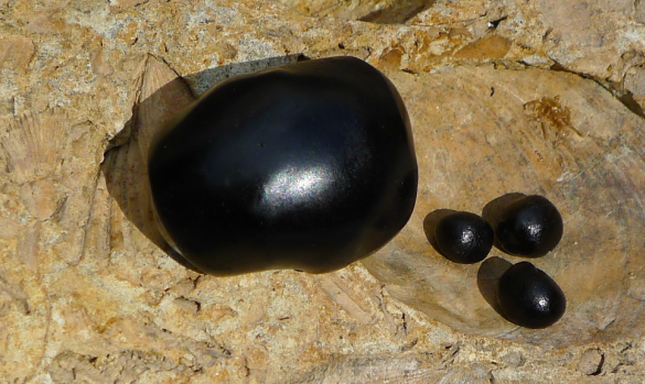 Biyolojik Aktif  Gıda Takviyesi SHILAJIT-MUMİYO